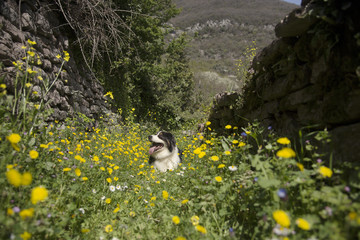 Australian shepherd lying in flowers in the mountains of Montenegro