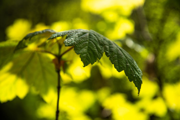 Backlit Maple Leaf 
