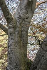 Vintage tree graffiti