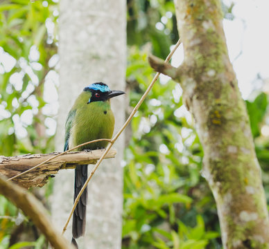 Momotus momota bird perched in a tree.