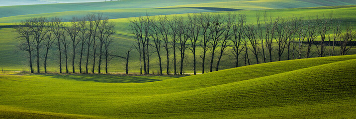 Green fields in South Moravia Region in Spring