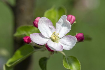 Fototapeta na wymiar White flowers of the apple blossoms on a spring day over blue sky background. Flowering fruit tree in Ukraine