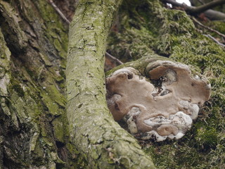grzyb,huba na drzewie © barbara