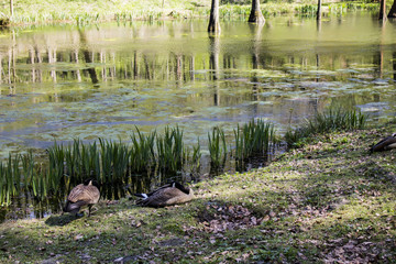 Taxodium trees at Romberg Park of the European Garden Heritage Network