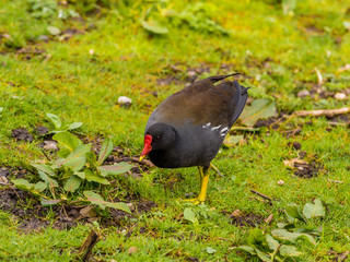 Moorhen enjoying the springtime sunshine at Longton Brickcroft nature reserve, Longton, Lancashire, UK