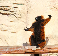 Red Ruffed Lemur Salutes the Sun Photograph © Lisa Norris Artworks