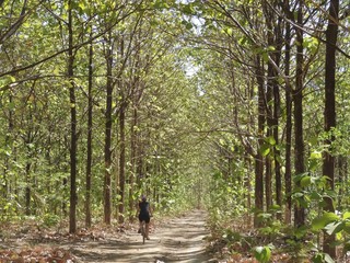 Fototapeta premium Biking through teak trees