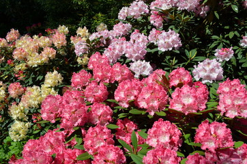 Kwitnące kolorowe okazałe różaneczniki, Rhododendron - obrazy, fototapety, plakaty