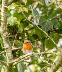 Robin resting in sprintime sunshine at Longton Brickcroft nature reserve, Longton, Lancashire, UK