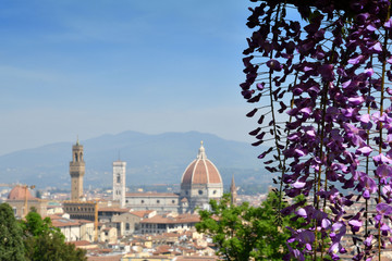 Blooming Wisteria at Bardini Garden in Florence with Cathedral of Santa Maria del Fiore on background. Florence, Italy.