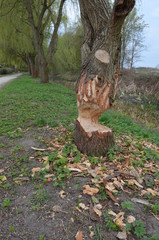 Tree trunk bitten by beavers, Poland - obrazy, fototapety, plakaty