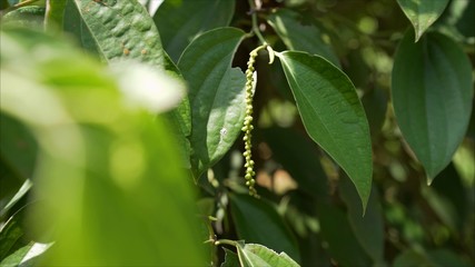 Plantations of black pepper. Black pepper grows on the ground. Plantations of black pepper in Asia. More plantation of pea pepper.