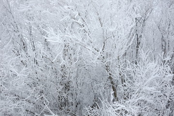 Dense trees and bushes with snow-covered branches in winter forest