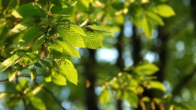 Fresh and green leaves on the blur background. Beauty of earth. Full HD 1080p video.