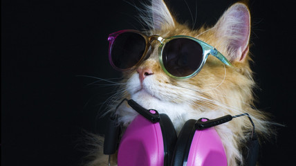 beautiful disco cat wearing headphones