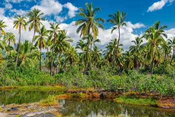 Fototapeta na wymiar fish ponds on an ancient hawaiian place of worship