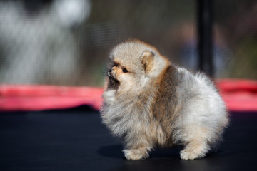 adorable pomeranian spitz puppy standing outdoors