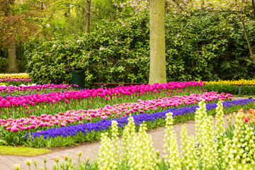 Kukenhof park, tulip flowers close up, Holland,