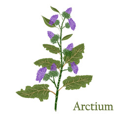 Arctium, burdock.Illustration of a plant in a vector with flower for use in botany.
