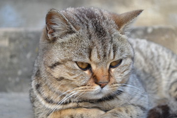 Lazy tabby cat.