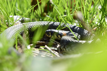 snake natrix, in the green grass