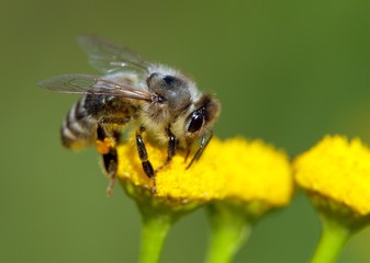 bee or honeybee in Latin Apis Mellifera