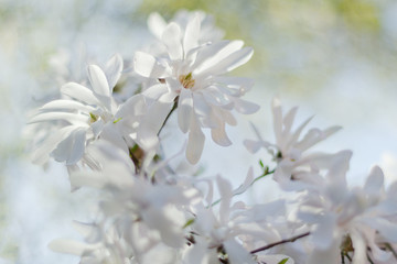 Przepiękne kwiaty magnoli - obrazy, fototapety, plakaty