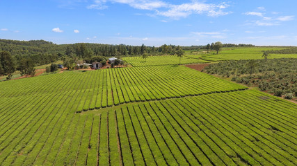 Fototapeta na wymiar aerial view of a tea plantation