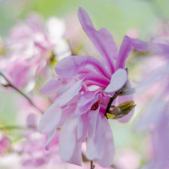 Przepiękne kwiaty magnoli - obrazy, fototapety, plakaty
