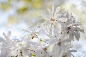 Przepiękne kwiaty magnoli