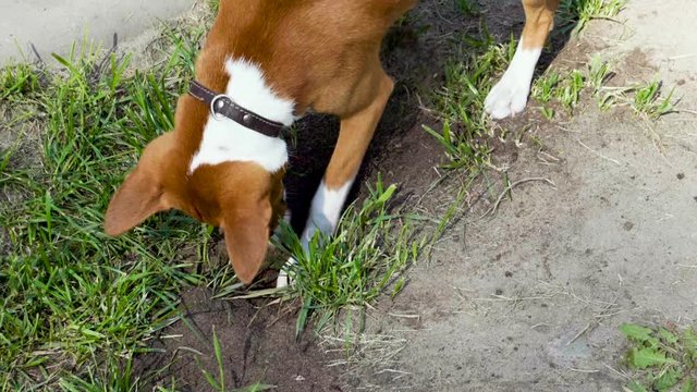 Slow motion of a basenji dog digging a hole in the ground. HD