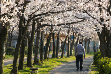 Obraz premium Lonely man walking along cherry tree blossom