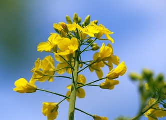 flowering rapeseed canola or colza