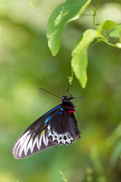 New Born Tropical Butterfly Drying Wings