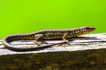 Lizard on fence