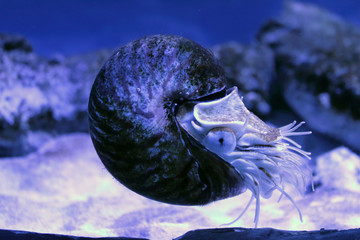 Big Nautilus shell underwater. Exotic aquarium. Awesome sea shellfish