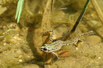 wild frog is swiming on water surface in summer