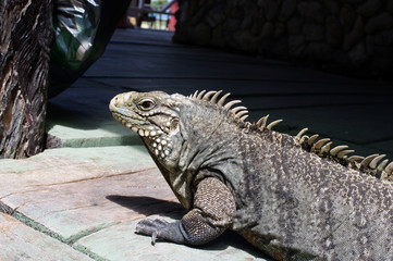 Portrait d'iguane