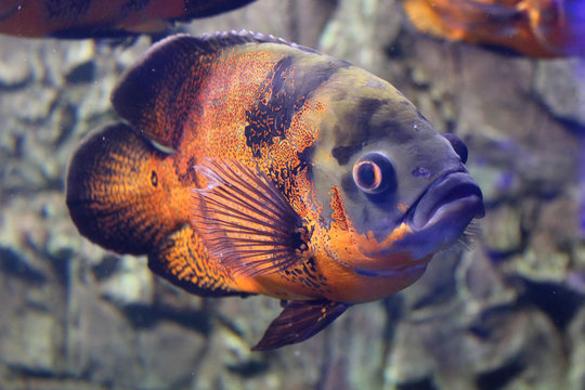 Big bright orange and dark colored fish floating underwater with a rocks background. Exotic fish in the aquarium. Close up photo