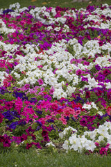 Large flowerbed colored petunias.