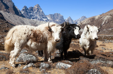 yak, group of thee yaks, Himalayas mountains
