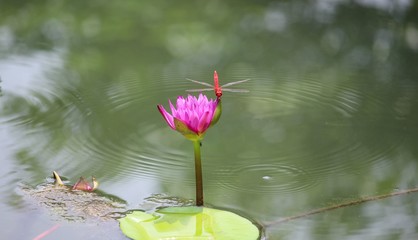 Pink Waterlily with red dragonfly 