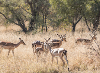 Impalas