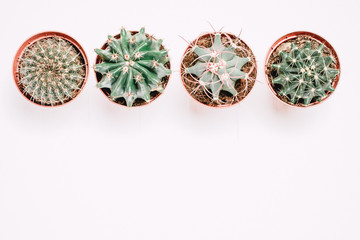 Four pots with cactuses stand in a row on a white wooden background