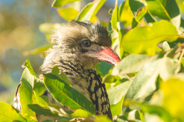Southern red-billed hornbill