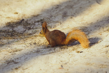 Squirrel in the forest