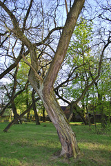 Robinia tree in the church park with sunset in the background. Beautiful place in Germany / Brandenburg / Lausitz