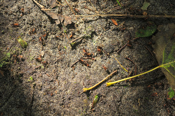 Red ants walking on the forest floor