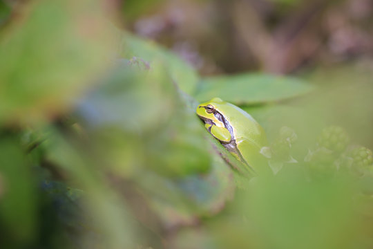 Closeup of a small European tree frog (Hyla arborea or Rana arborea) heating up in the sun.