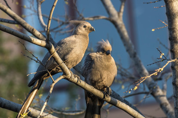 Grey go-away-birds